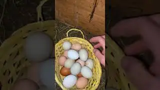 Как ваша подготовка к Пасхе? 🪺 У нас куры несут пасхальные яйца 🥰🐥