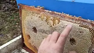 Спасаем пчёл