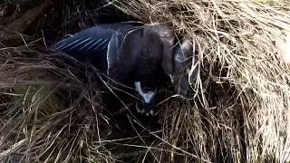Гуси 2019