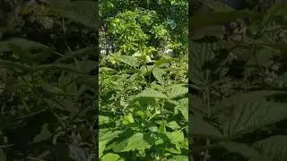 Ягодки цветочки у меня в садочке!!!