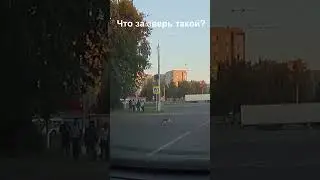 Шерстяной нарушитель!