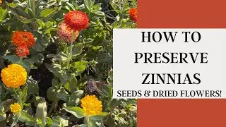 How to Preserve Zinnias: Drying & More