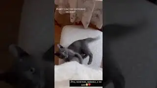 ДИАНА И КОТИК