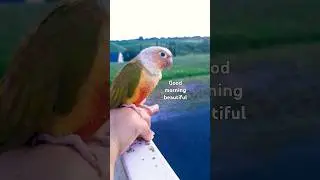 Beautiful day #bird #petlover #shortfeed