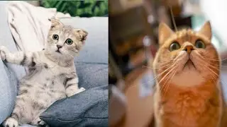 very funny cat video। funny cat and kitties meowing complete। funny animals cats video