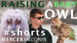 #Shorts