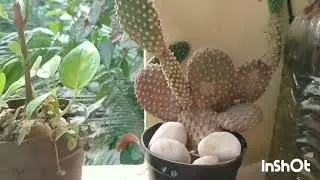 Nature asmr #asmr #mukbang #satisfying #relaxing