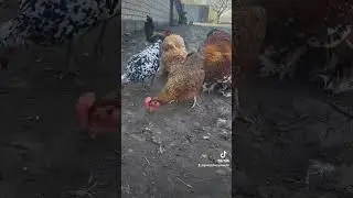 Наші декоративні курочки...