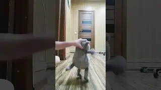 Попрыгунчик #басики