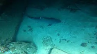 White Tip Reef Shark resting at Mala Ramp, Lahaina - Maui