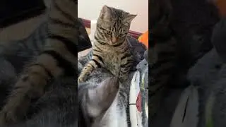 Abnormal emotions🤣 SD猫の夢島💗#shorts #かわいい #子猫の遊び