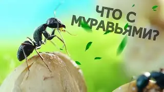 ЧТО СЛУЧИЛОСЬ С МУРАВЬЯМИ СПУСТЯ 6 МЕСЯЦЕВ? Exelys Media