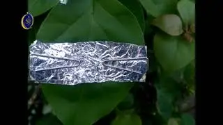 Tutorial Percobaan Sachs ala Rumahan