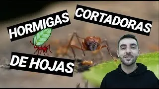 HORMIGAS CORTADORAS DE HOJAS 🐜🐜 Atta cephalotes 🤘💚