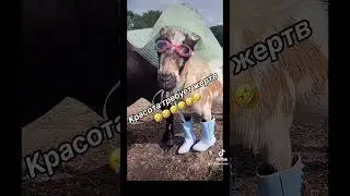 Приколы