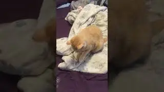 Orange Cat Hates Bubbles