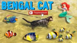 Бенгальская кошка 😻 Интересные факты о кошках 😽 Bengal cat and wate