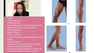 6. Surface Anatomy