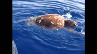 Черепаха атакует