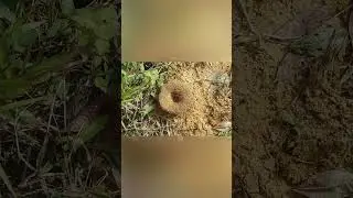 Leafcutter Ants Explained... 🐜🍃🔧 #science#explained#ant#leaf#water #sand#tomato#potato#vegetable#fyp