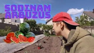 ARBŪZŲ SODINIMAS Į NUOLATINĘ VIETĄ