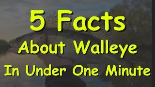 5 Facts About Walleye In Under One Minute #shorts
