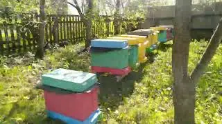 Акция!  20+5 на неплодных маток  Buckfast(MHG)