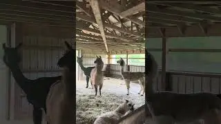 No one got spat on 😆🦙