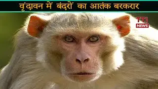 वृन्दावन Monkey's Alert | Monkeys In VRINDAVAN