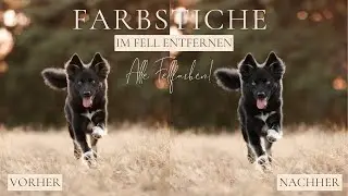 How to remove color casts from fur | Simply explained in Lightroom & Photoshop