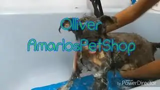 #AmarlosPetShop #Olliver