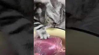 Котёнок просит маленький кусок мяса. Дайте маленький кусочек котёнку. 