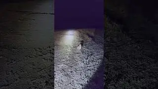 Идущий к болотной сове. 6 ноября 2023.