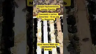 Продам бджолопакети породи Карніка - Київська область