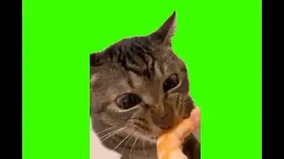 green screen cute cat surprised eating delicious food