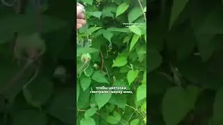 Как привести клематис в порядок, если он выглядит некрасиво