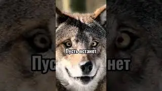 Безумные факты 
