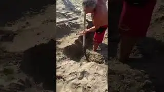 Откапывают яйца морских черепах