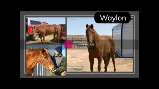 Waylon Photo Essay - See Story in Description