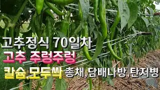 고추정식 70일동안 모두싹 세번,칼슘 한번,탄저병 한번,총채,담배나방약 두번 주었어요..  고추가 주렁주렁🌶🌶🌶