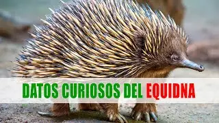 Los equidnas (Tachyglossus, Zaglossus) | Datos curiosos de animales