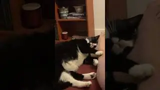 Need another beer/ blocked by kitty