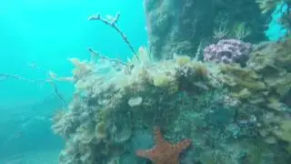 Scuba diving at Rapid Bay - South Australia