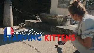 feeding kittens in Saint-Rémy - heading west | SONY a7s iii