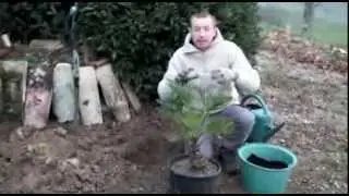 Comment planter un palmier ?