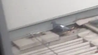 Do the Shaky Pidgeon