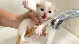 Got dirty and bath again. Willie learns to walk and run / Kitten Street