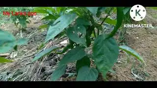 මිරිස් වගාව අස්වැන්න  දින 45 ට පසු