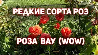 Роза Деметра, роза ВАУ, роза - мечта (WOW). Самый стойкий цветок.