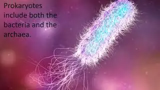 Eukaryotic and Prokaryotic cells